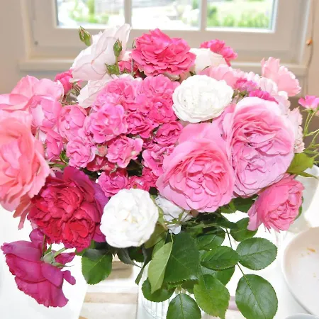 Malvasia Apartament Stumm